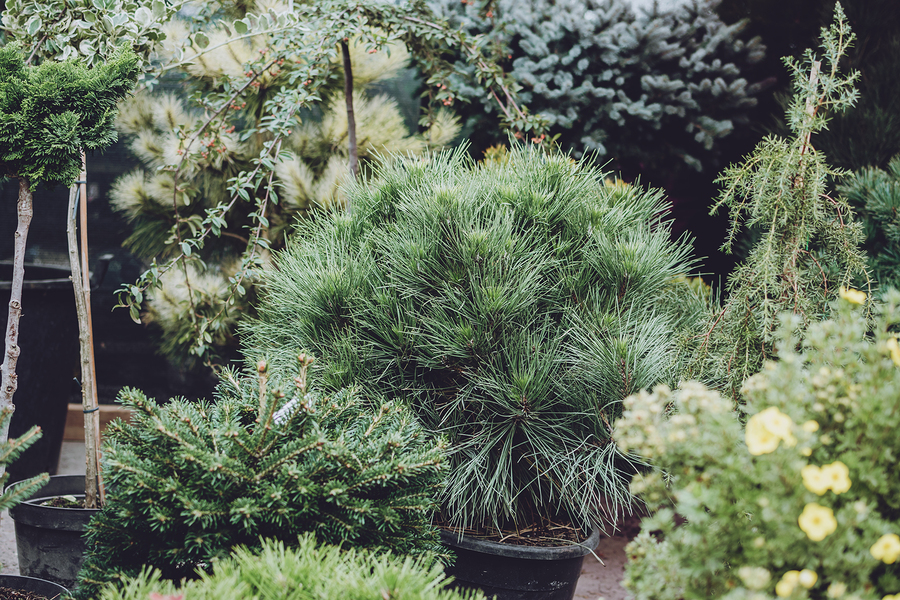 Plant quick growing conifers on your property to give your outdoor spaces privacy.