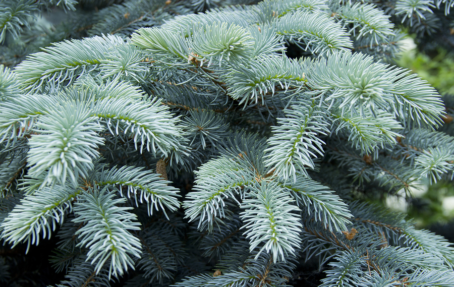 Blue spruce fungus may be on your trees.