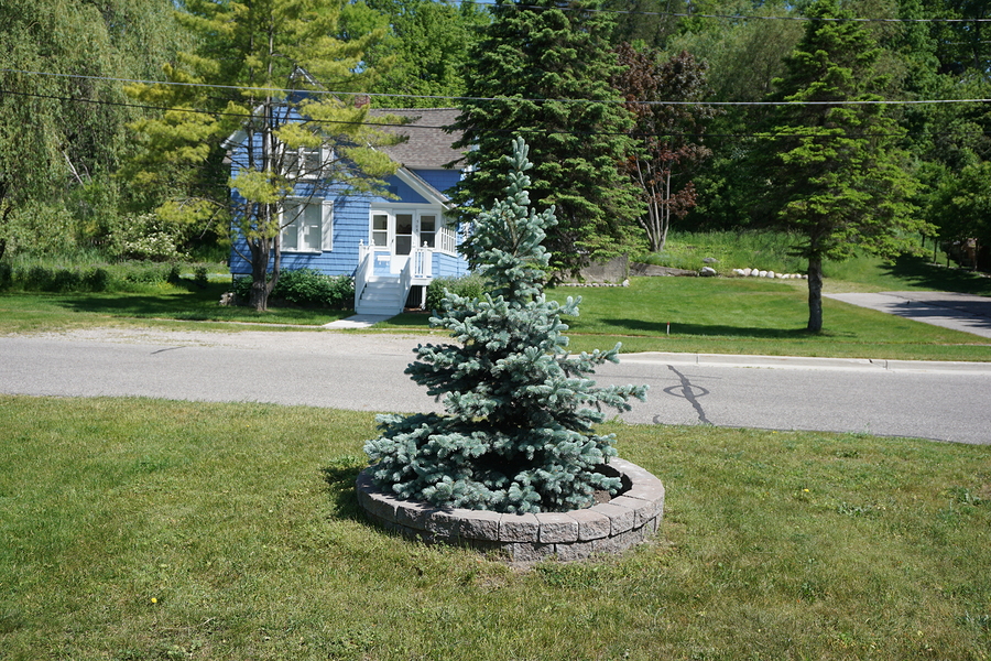There are many things that can effect the growth and longevity of your spruce trees.