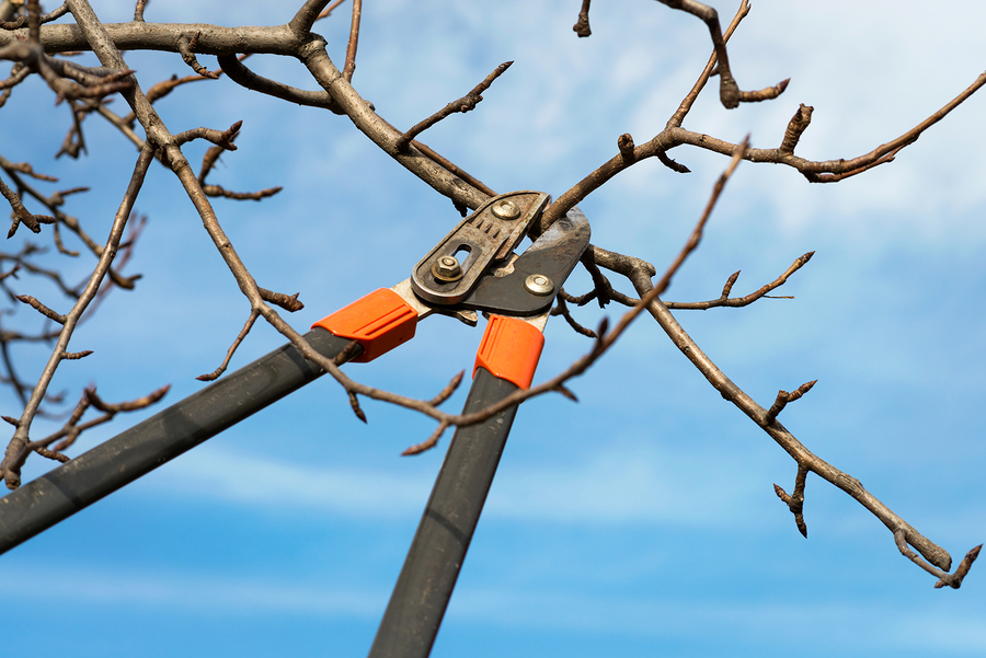 Winter is the best time to prune many types of trees.