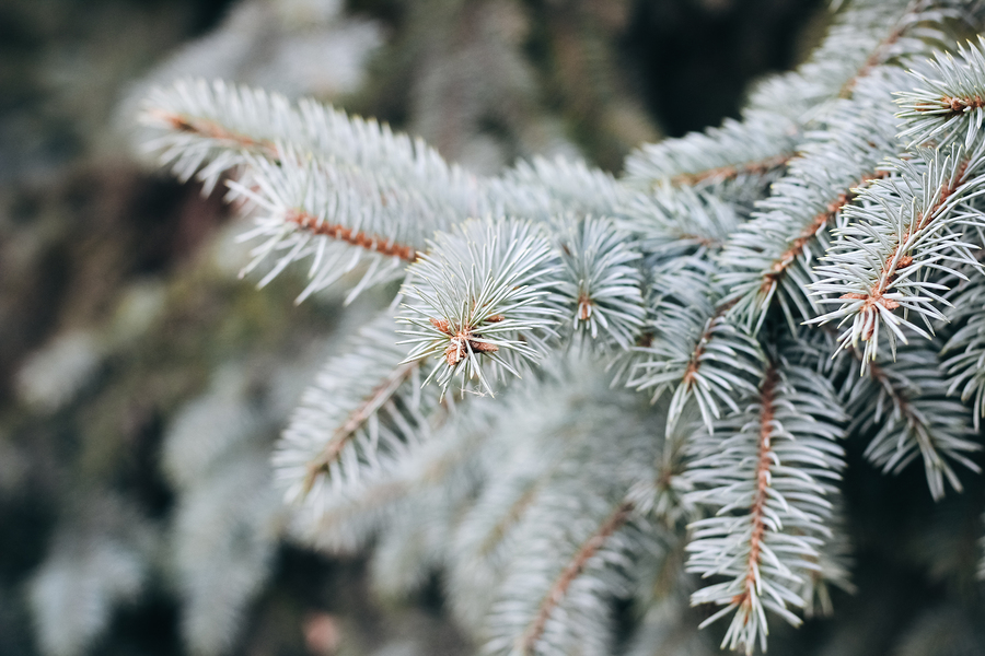 The end of a blue spruce tree branch.