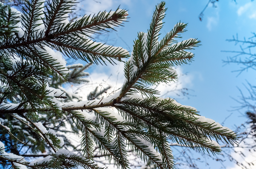 There are several conifer trees that thrive in Michigan's climate.
