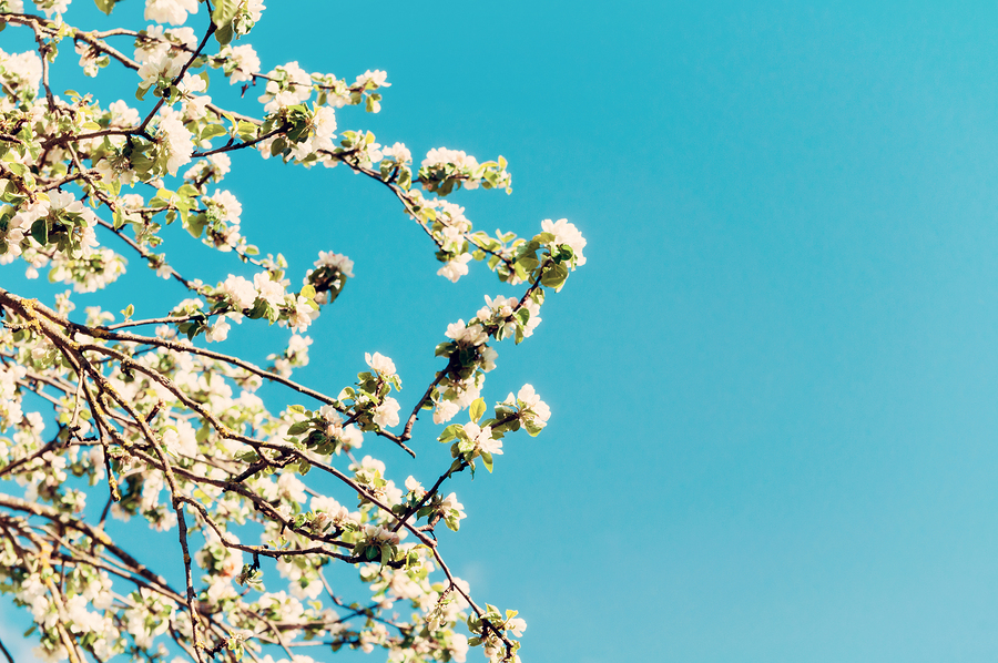 A budding tree in early spring. 