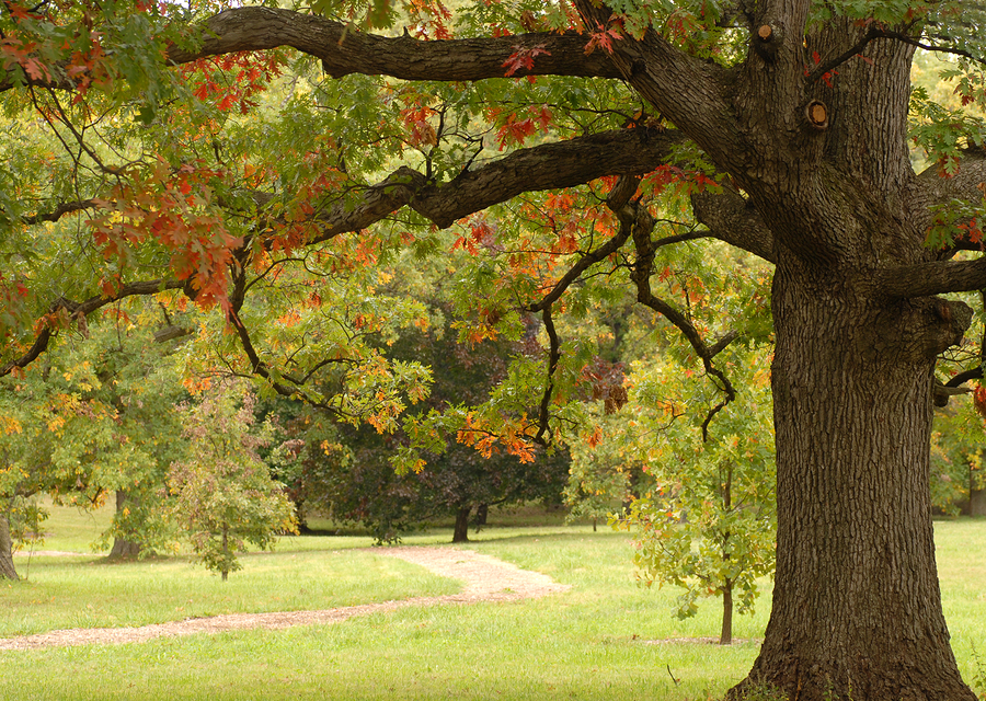 Picture of a huge mature oak tree turning colors in autumn.