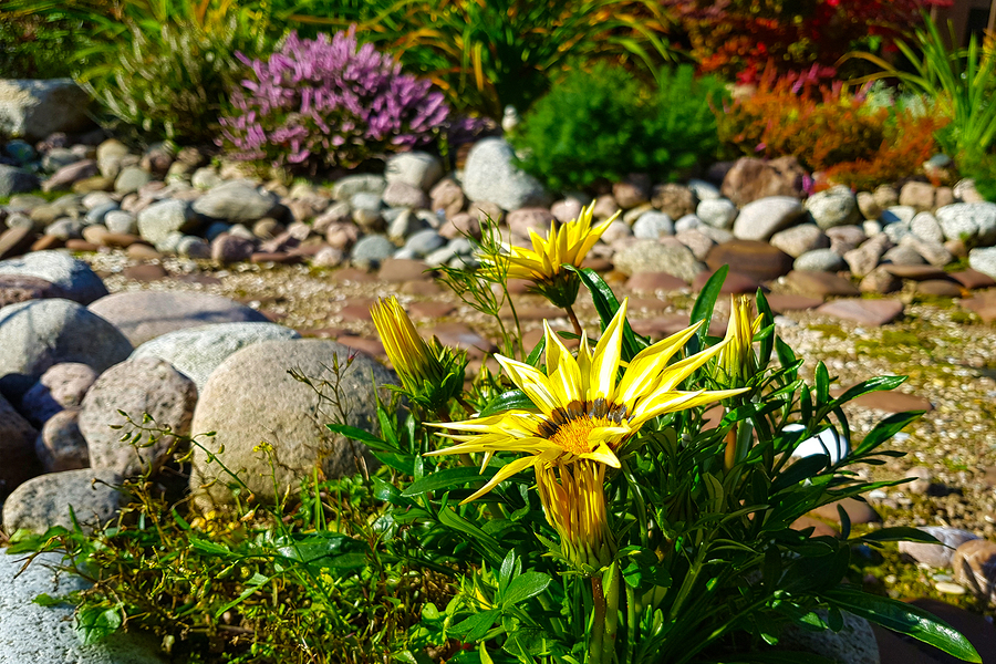 Landscaping with plants and flowers on the edge of a dry creek bed in a yard.
