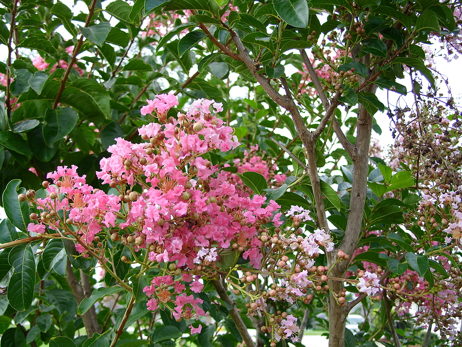 Image of pink crape myrtle tree in full bloom against a bright sky.