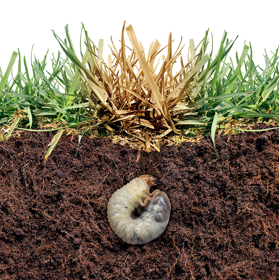 Cross section of a lawn with a grub under a spot of dying grass.