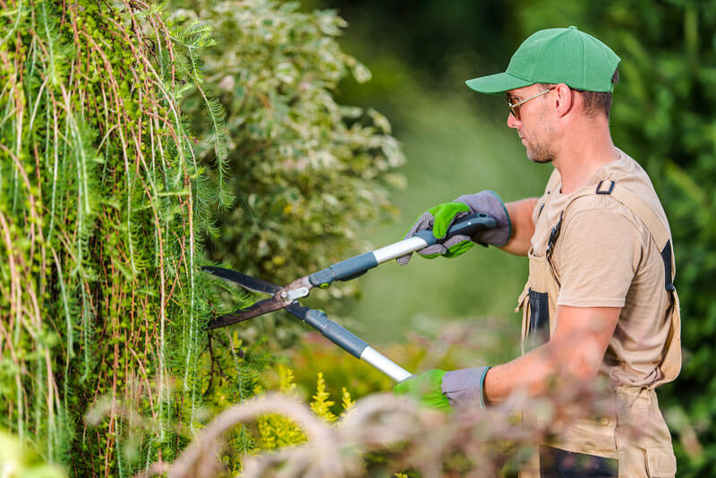 Man pruning shrubs-hoa-landscapers