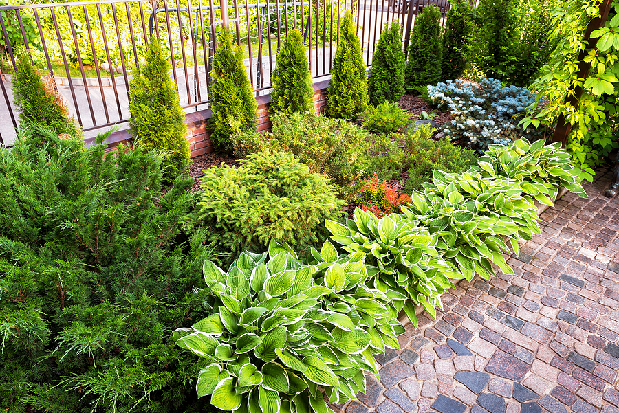 Lush landscape intalled by professional landscape company.