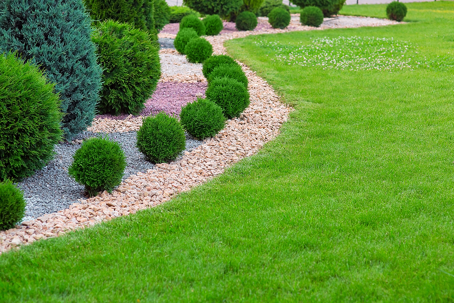 Landscape bed of garden with wave ornamental growth cypress bushes gravel mulch by color rock way on a sunny day.