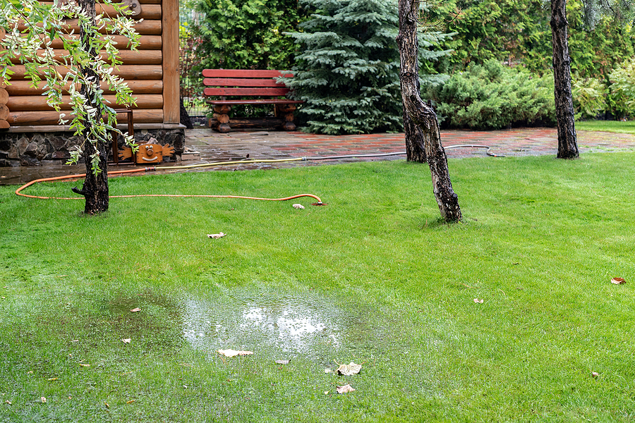 Nice green lawn with trees and drainage problem.