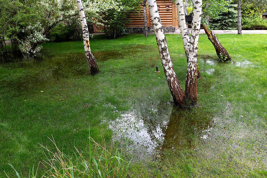 Oversoaked lawn in residential neighborhood.