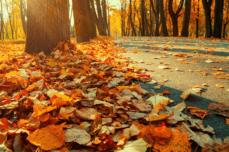 Fall landscape view of peaceful street.