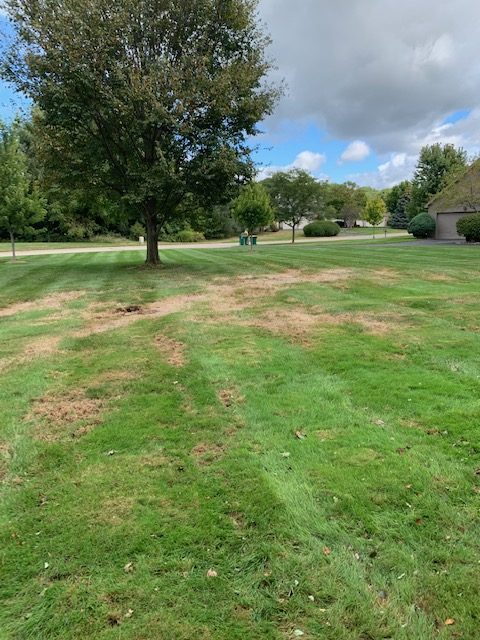 Lawn damaged by armyworms.