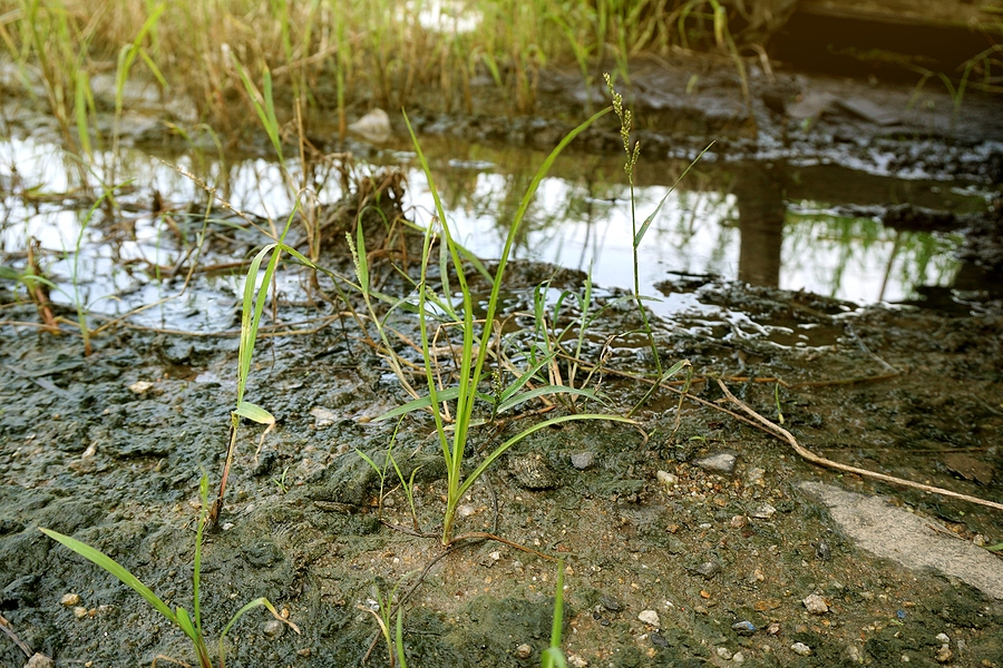 Close up of muddy lawn with puddle and green grass.