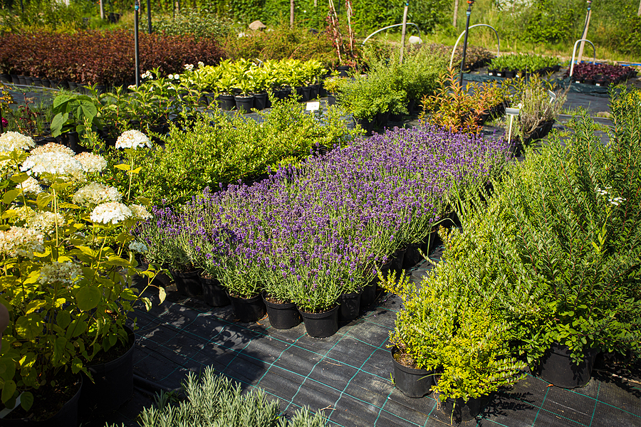 Wide variety of flowers and plants at nursery garden