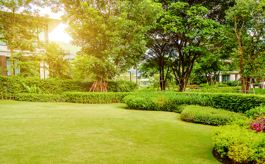 Sun shining on a nice residential lawn.