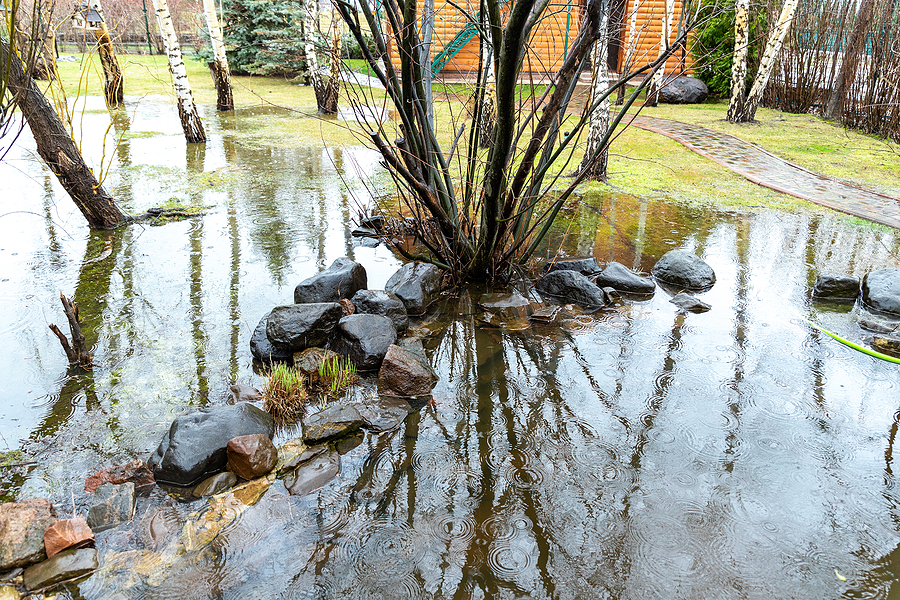 Soggy unused area of a residential lawn after a spring rain.