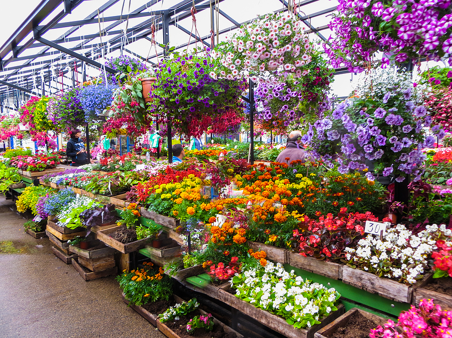 Annual flower selection at a local greenhouse nursery.