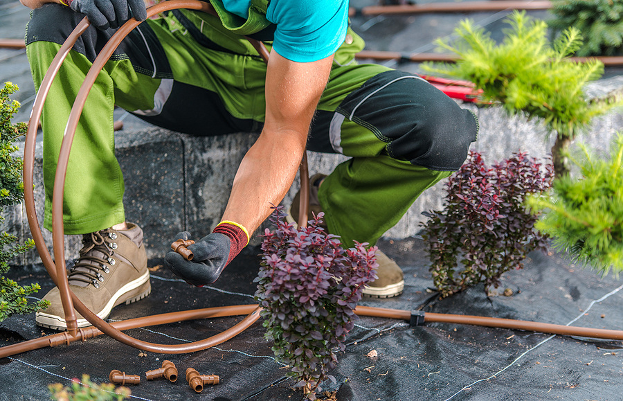 Irrigation specialist installing an irrigation system for homeowners.