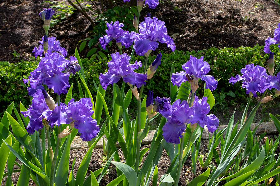 How long do irises flower for