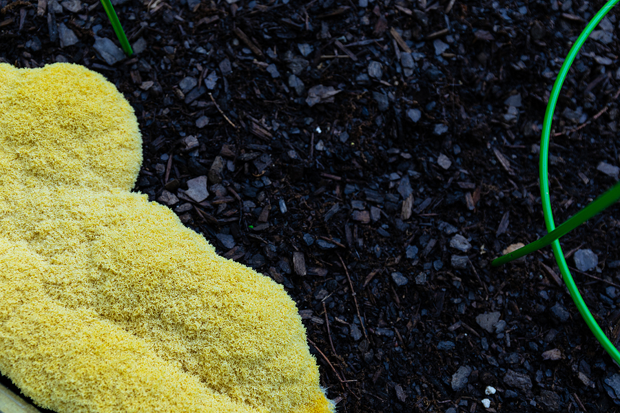 Yellow slime mold Fuligo septica growing in dark mulch beside green tomato cages.