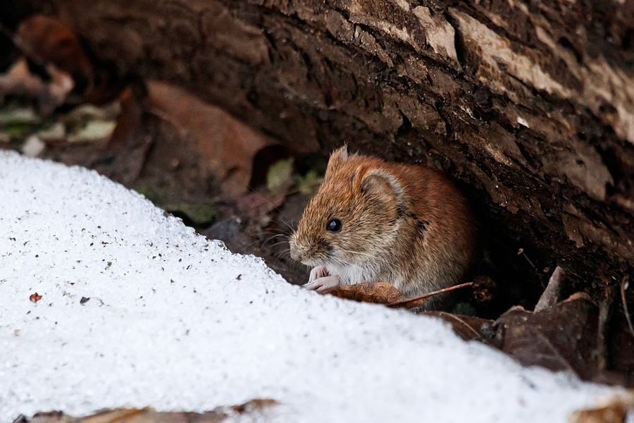 A vole sitting on ground near fallen tree in winter. 