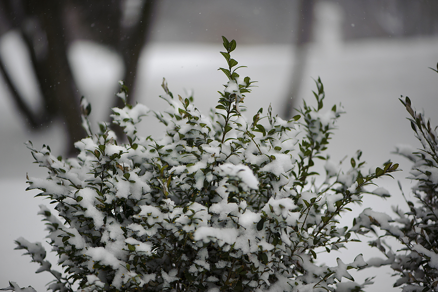 Landscape bush covered in snow on a gloomy day in winter.