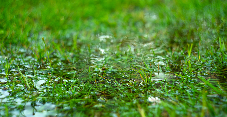 close up photo of green grass flooded with water