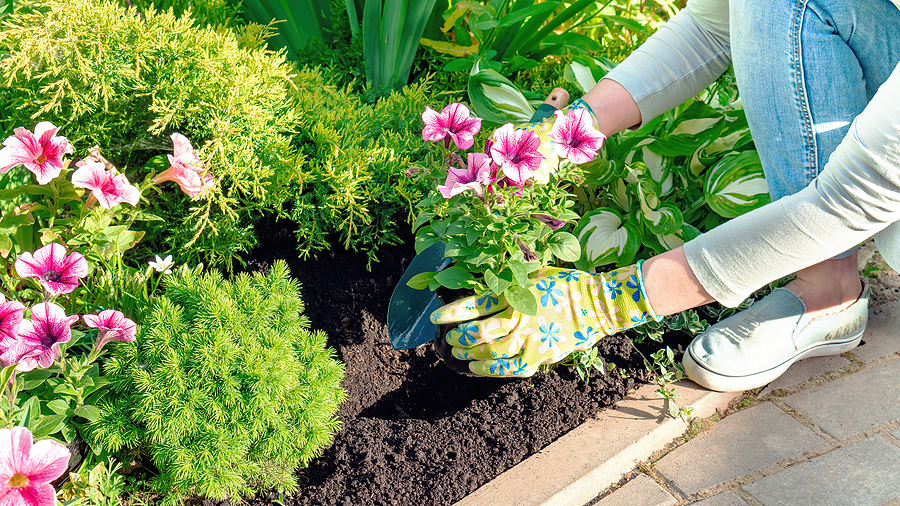 a gardener planting flowers into their garden bed