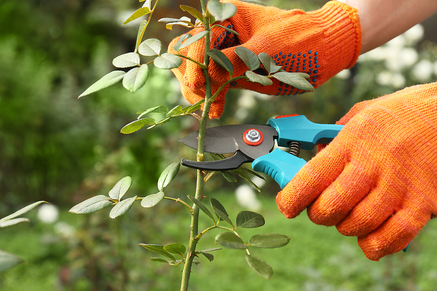 Person wearing orange gardening gloves using pruning scissors to cut a plant.