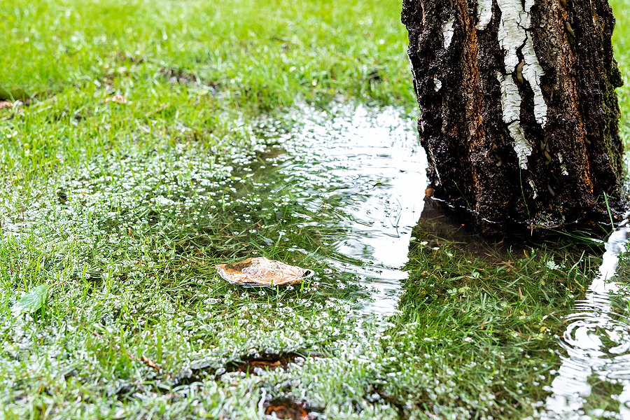 Close up photo of standing water in green grass next to a tree.