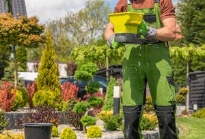 Professional landscaper wearing gloves and coveralls spreading fertilizer onto yard with terraced bush garden in the background.