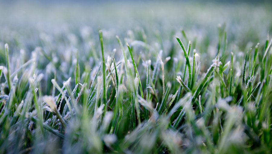 morning frost on grass close up image