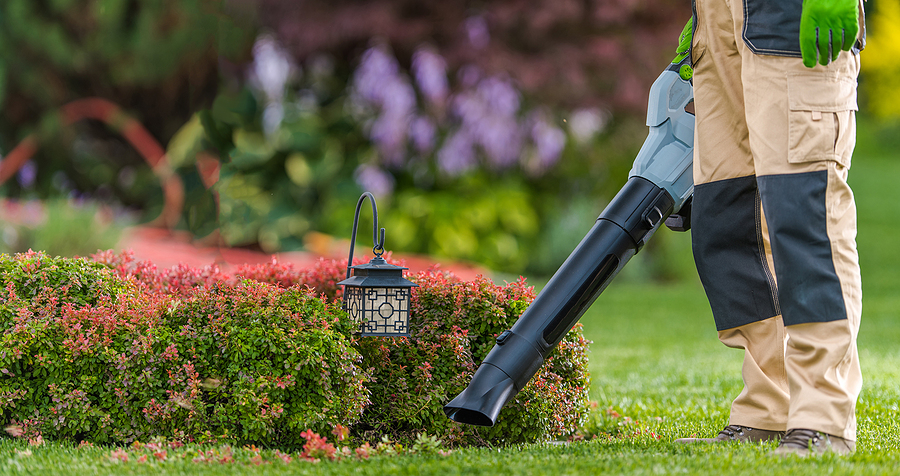 male landscaping professional wearing gardening trousers and gloves using a leaf blower around bushes after trimming them