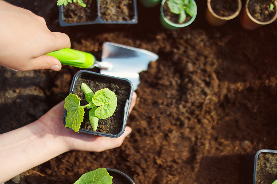 Person planting a garden, holding a small plant and digging up soil with a spade. Other plants are in the background ready to be planted