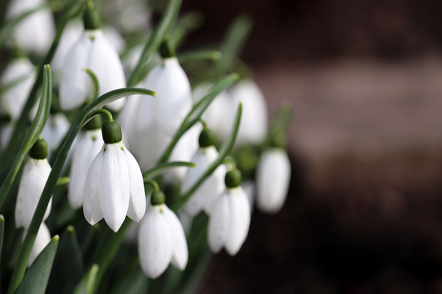 Close up perspective photo of snowdrop flowers