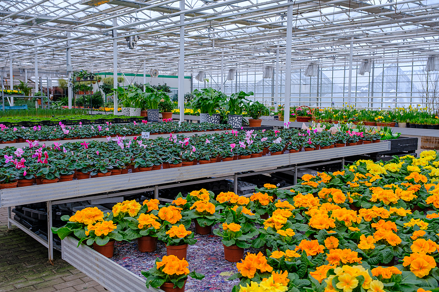 Modern garden center greenhouse with flowers and plants.  