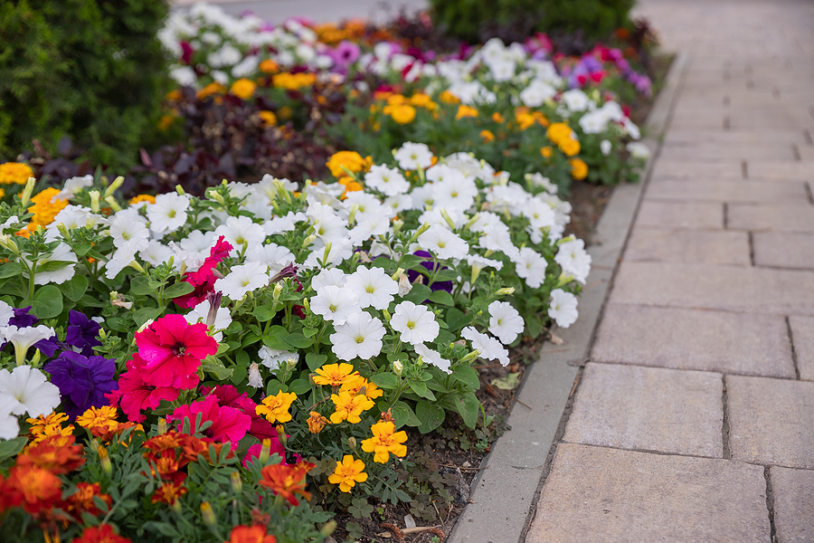 Full flower bed of blooming flowers.