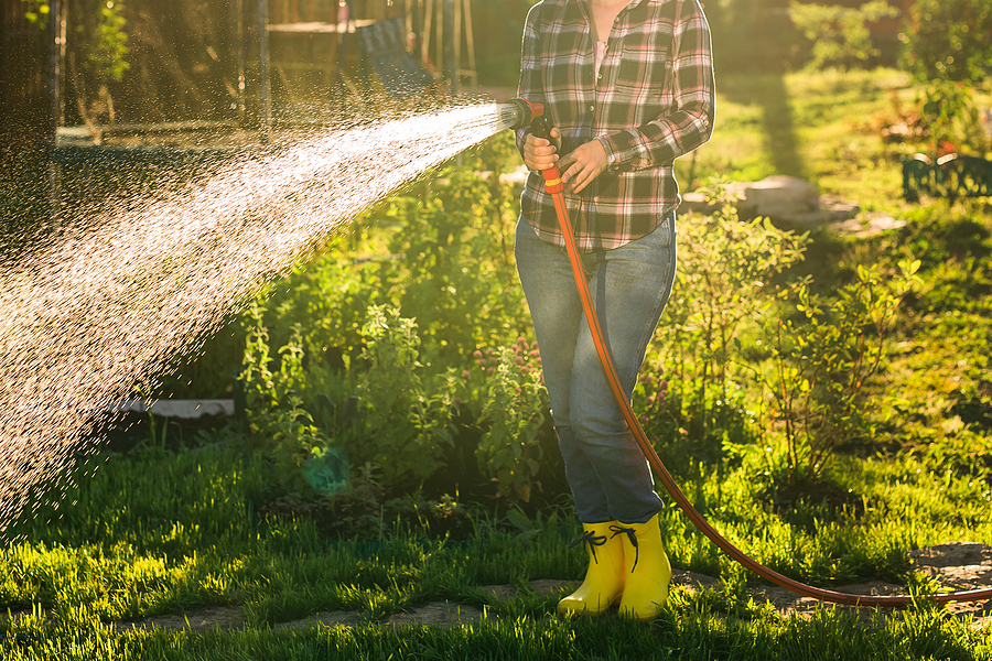Close up woman gardener in work clothes watering the beds in her vegetable garden on sunny warm spring day. 