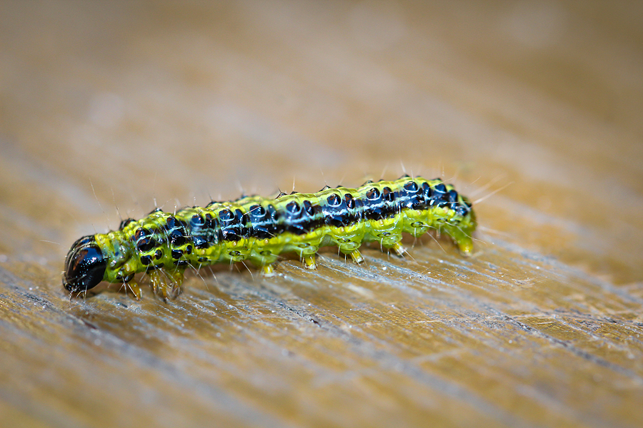 Close-up of a boxwood moth caterpillar. The box tree moth is an East Asian small butterfly that eats and destroys box trees.