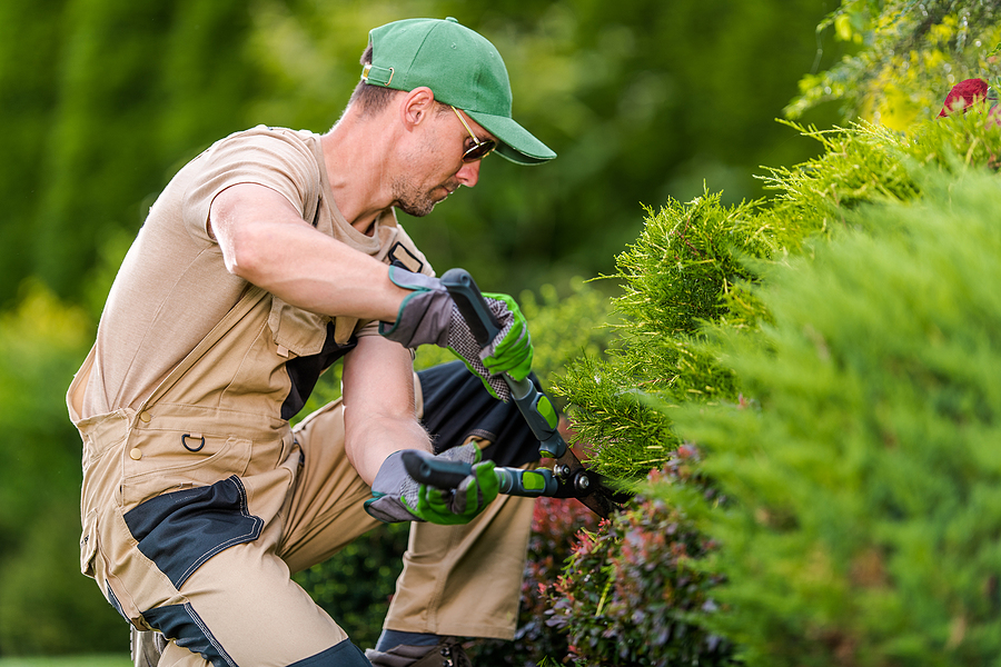 Landscape maintenance provider pruning shrubs in a residential lawn.