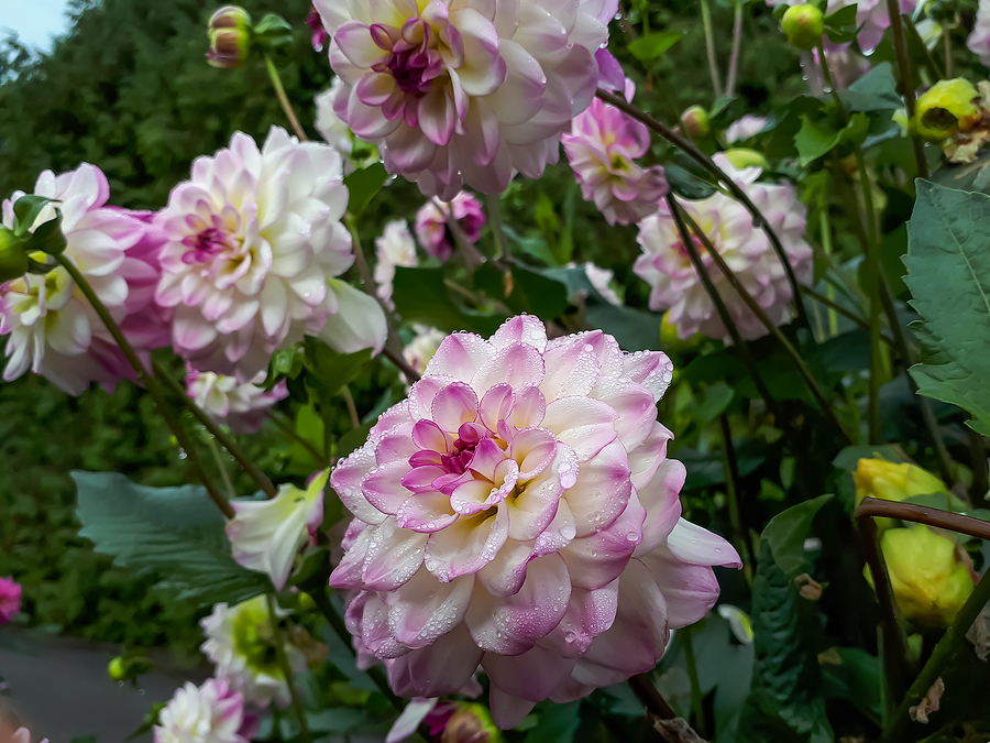 Close-up shot of dahlia blooms with creamy white and yellow petals with purple edges covered with small, round water droplets.  