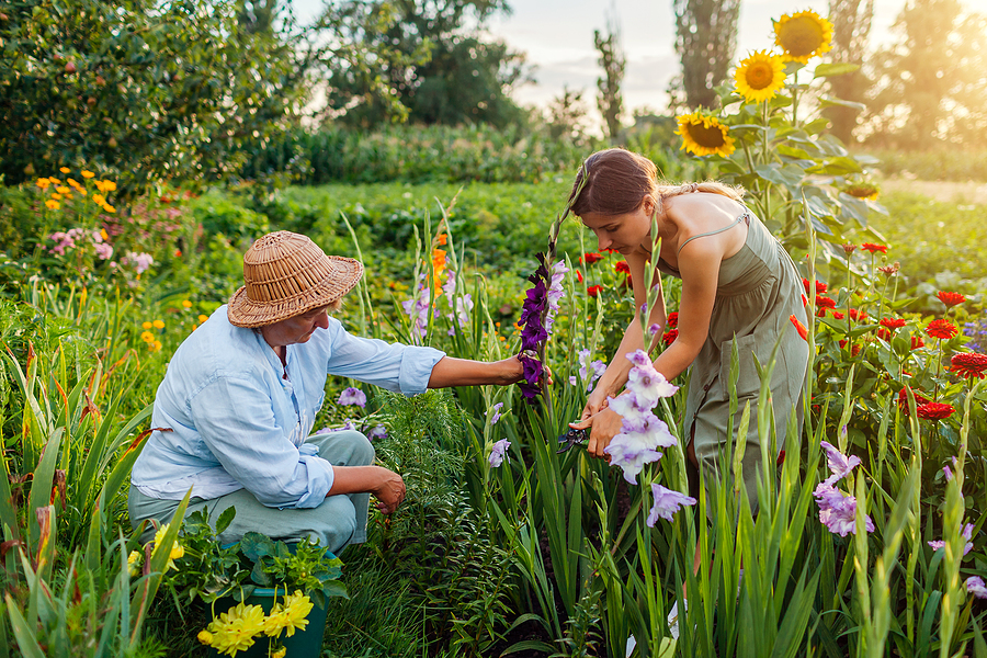 Flower farmers pick fresh gladiolus in summer garden. Cut flowers harvest. Mother and daughter gardeners work together outdoors. Small family business