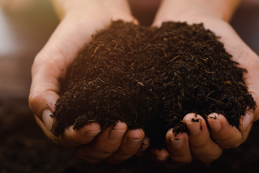 Healthy soil in the hands of a gardener.