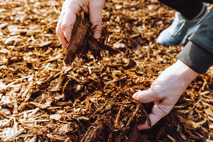 mans hands picking up a clump of mulch