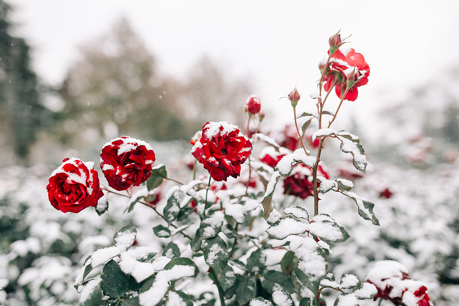 Red rose bush covered in snow.