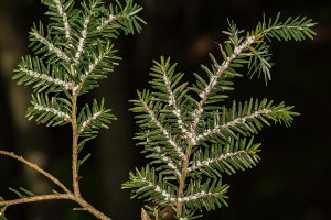 A close up of Hemlock Woolly Adelgid Infestation (Adelges tsugae)