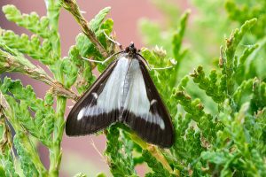 Box Tree Moth on a shrub.