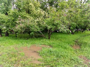 Blossoming lilac tree among a rain-flooded lawn. Dirty puddles in the green grass after heavy rain.